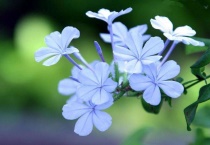 丁香的作用与禁忌