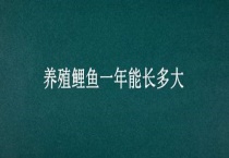 养殖鲤鱼一年能长多大