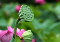 荷花中间的芯叫什么？
