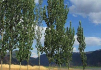 白杨树资料有哪些 分布于我国大部分省份