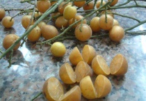 黄皮果是什么水果