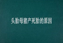 头胎母猪产死胎的原因？