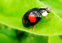 四星瓢虫有毒还是没毒