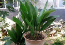 客厅怎样摆一叶兰