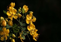 黄槐决明与黄槐的区别？