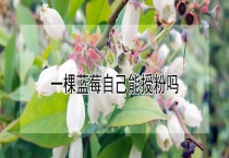 一棵蓝莓自己能授粉吗？