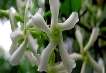 络石和风车茉莉的区别？