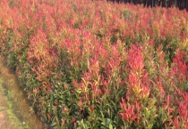 红车是落叶还是常绿植物 有哪些生长习性特点