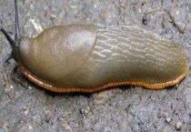 用哪些农药杀死蛞蝓 蛞蝓的其他防治多久？