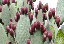 仙人掌的果实能不能吃 多久才结果