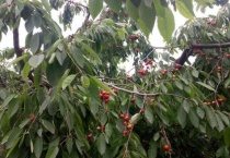 车厘子树先开花还是先长叶