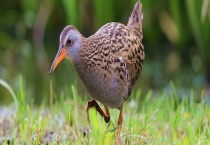秧鸡的食物有哪些 附秧鸡的生活习性