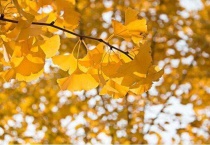 送人银杏叶的寓意