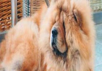 松狮犬吃什么狗粮好？以及不能吃的食物