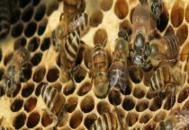 蜜蜂螺原体病防治方法 蜜蜂螺原体病的症状