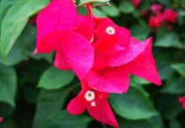 叶子花和三角梅的区别？