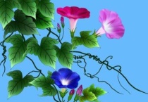 葫芦花是单性花还是双性花