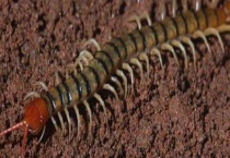 蜈蚣养殖常见疾病与防治方法 附致病原因？