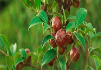 茶油树结果需要几年 有哪些品种