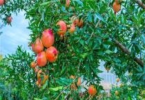 石榴树有刺和无刺区别？