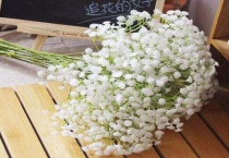 满天星的养殖多久？