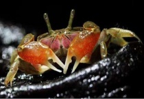 辣椒蟹深水养的条件