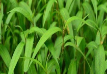 植物生长激素有哪些？