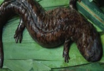 大鲵专池强化速养技术 附大鲵专池强化速养技术的问题