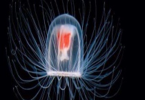 灯塔水母寿命 灯塔水母为什么不死