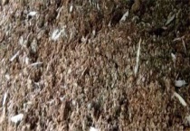 鸽子粪可以直接施肥吗？