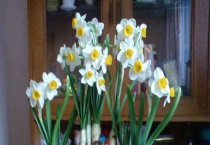 养花不开花是怎么回事