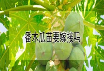 番木瓜苗要嫁接吗？
