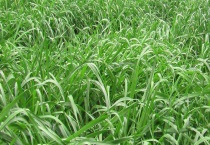 养兔的牧草品种选择 牧草的栽培多久？