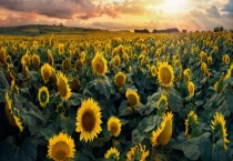 父亲生日送什么？