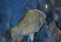 秋天钓鲫鱼饵料配方推荐 详细如下