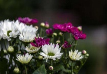 荷兰菊和四季菊区别？