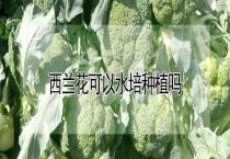 西兰花可以水培种植吗？