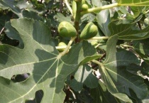 无花果夏天能扦插吗？