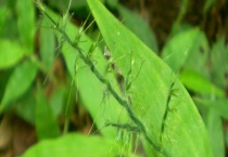 荩草与求米草的区别？ 具体表现在哪些方面