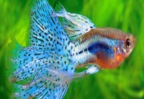 孔雀鱼吃什么饲料 分别详细介绍