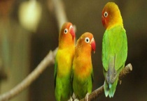 牡丹鹦鹉会说话吗 怎么区别？雌雄