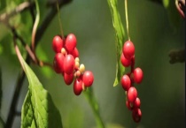 五味子结果需要几年 五味子要怎么吃