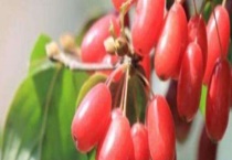 山茱萸的炮制方法 山茱萸的功效主治