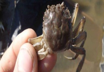 湖泊养殖河蟹如何防止外逃 提供充足饵料 防饵料不足外逃