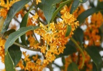 桂花折下来插花要放水吗？