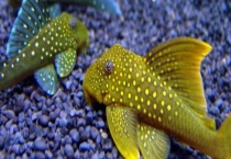 清道夫在巴西有哪些天敌 清道夫长什么样 吃什么食物