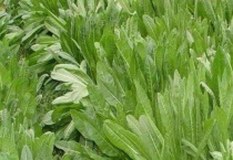 菊苣是什么样子的