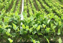 辛硫磷灌根是否烧根 附辛硫磷正确使用多久？