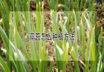 蒜苔怎么种植多久？