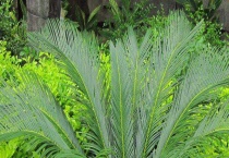 铁树是什么植物？生长习性是什么？